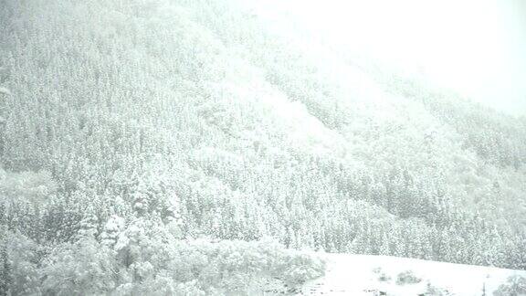 淘金:密林覆盖的雪山覆盖的白川村