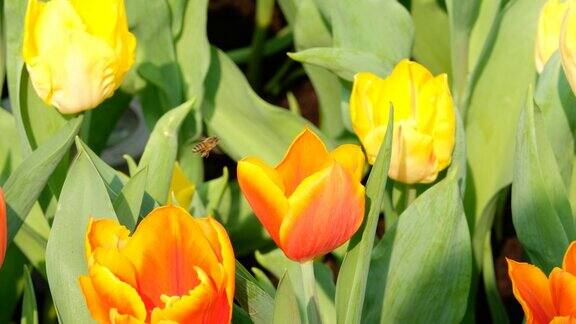 蜜蜂飞过橙色郁金香