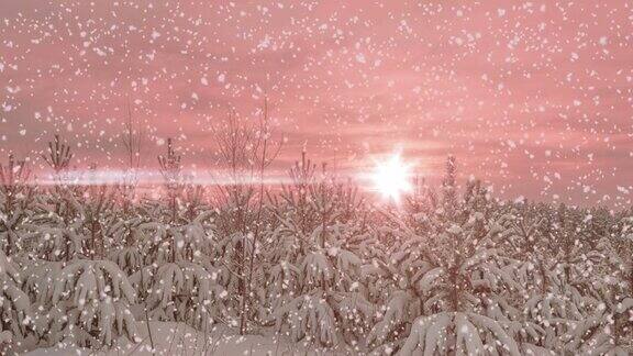 冬松林中的日落或日出伴随着飘落的雪花降雪