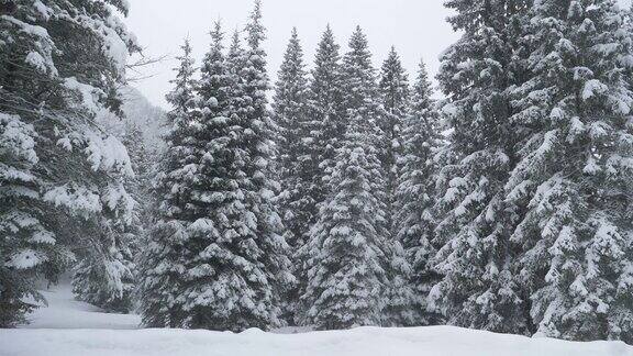 特写:风景如画的大针叶树覆盖在原始的白雪