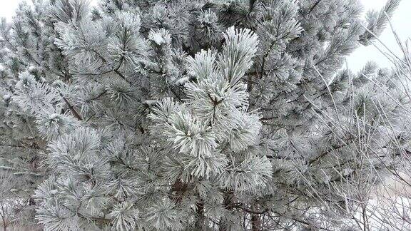 森林里的冬天多雪