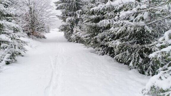 冬天喀尔巴阡的冷杉树在雪地里