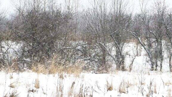 田野上下着大雪草地干枯冬季自然背景