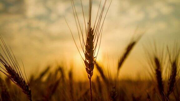 小麦穗日出