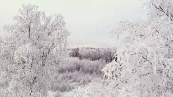 斯堪的纳维亚冬季爱沙尼亚雪林的鸟瞰图