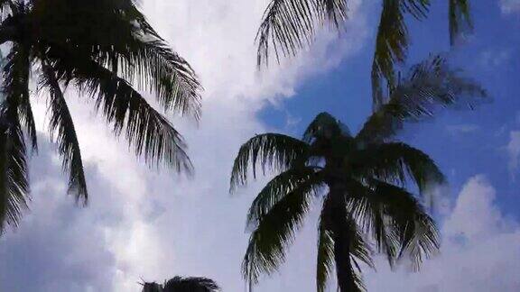 美国迈阿密夏季蓝色天空棕榈树顶部移动4k时间流逝佛罗里达