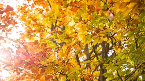 美丽的五彩秋树
