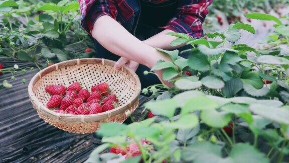 农夫的手采摘有机草莓