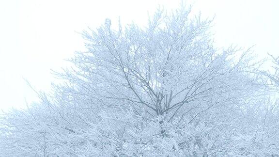 大自然-冬天的树木