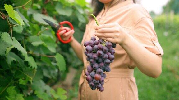 年轻女子手采摘葡萄在葡萄园