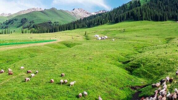 新疆绿色草原自然景观航拍画面