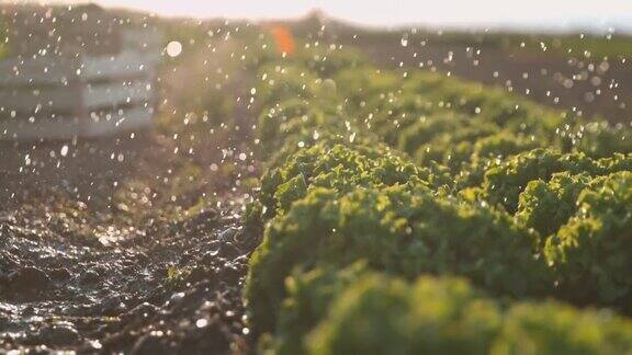 雨点落在长在地里的莴苣上
