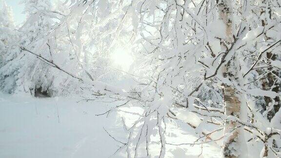 美丽的雪林在冬日