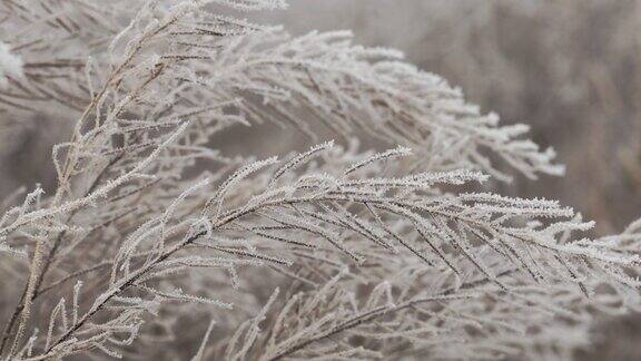 覆盖着冰晶的干草草枝冻在冰里了