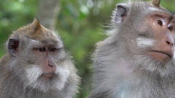 印度尼西亚巴厘岛乌布圣猴森林里的野生猴子家族