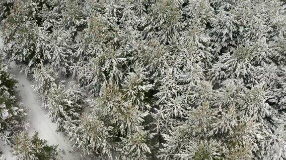 航拍视频用四轴飞行器在冬松林里白雪覆盖的小松树顶上飞行