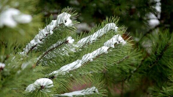 白雪皑皑的松枝上挂着翠绿的针叶随风摇曳