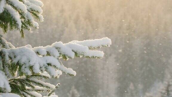 美丽的冬季景色雪落在冷杉树枝特写