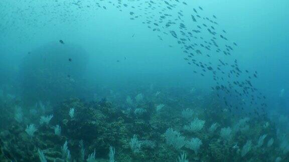 小热带鱼在海底珊瑚礁与海扇珊瑚成群