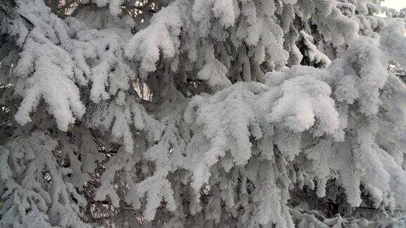 公园里覆盖着积雪的冷杉树雪花从云杉树枝上美丽地飘落下来冬天的童话树在雪中囚禁