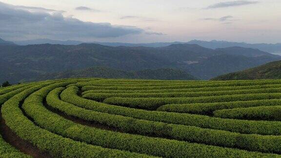 春天的茶园无人机角度观