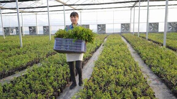 女农场工人带着栽培植物的框架走进温室
