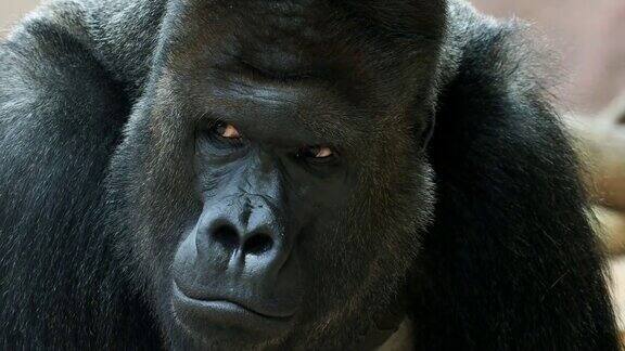 雄性大猩猩的肖像银背雄性大猩猩大猩猩看着摄像机