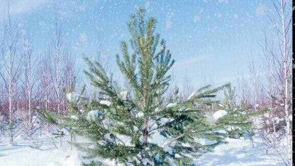 毛茸茸的雪落在绿色的圣诞树上降雪圣诞节新的一年