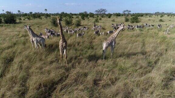 空中特写的斑马和长颈鹿在奥卡万戈三角洲的草原