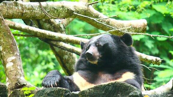 亚洲黑熊在野外放松和活动嘴巴