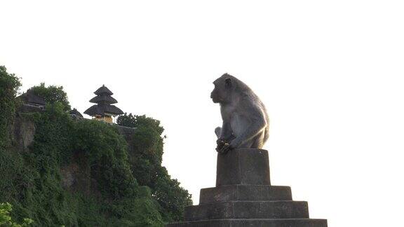 巴厘岛一只猕猴坐在以乌鲁瓦图神庙为背景的墙上