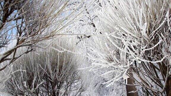 冬季景观一个被白雪覆盖的公园美丽的树木覆盖着白霜