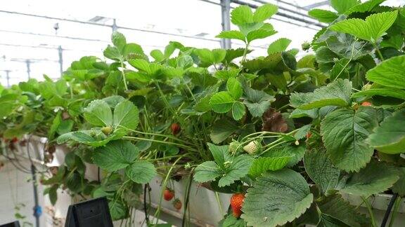 农民在有机温室里采摘草莓