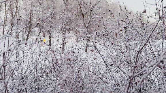 在霜冻的树枝和灌木中在冬夜霜冻的公园里人们悠闲地漫步在白雪覆盖的山坡上