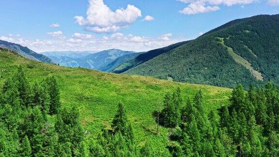 绿色森林和山脉景观