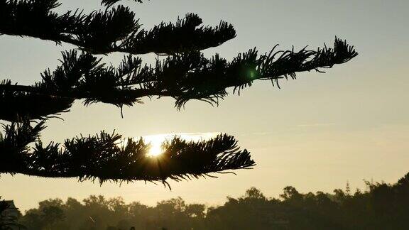 早晨的阳光透过松树的树枝