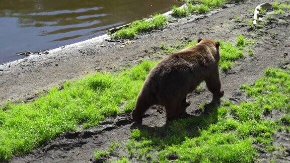 在阿拉斯加的一个公园里一只野生的棕色灰熊在散步