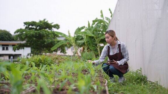 年轻的成年农业女性使用数字平板检查她的植物在她的温室花园千禧一代以可持续的生活方式保护环境