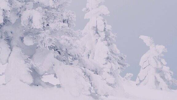 雪树在山坡上摇摆冬季森林里的暴风雪冷杉树的图案完全被坚硬的雪覆盖着松树顶上可以看到部分蓝天