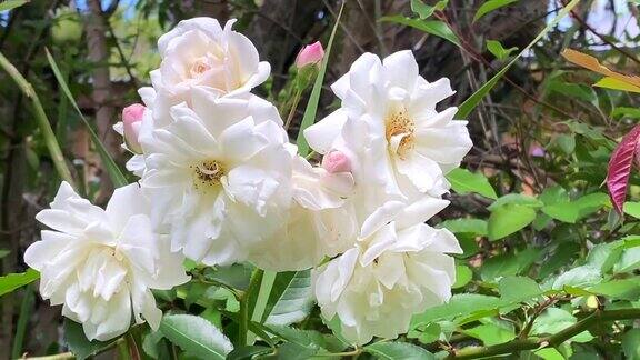 白色老式乡村玫瑰