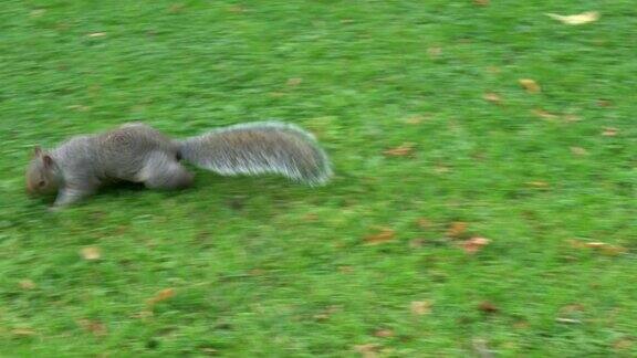 草地上奔跑的松鼠