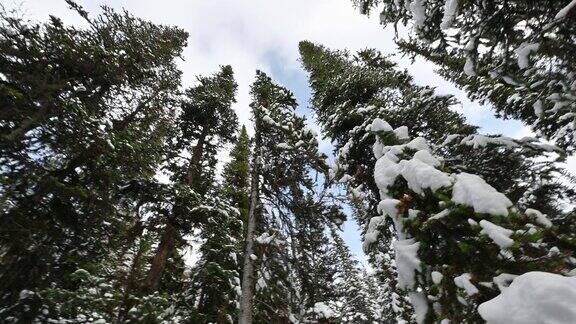冬天蓝色的天空覆盖着冷杉树