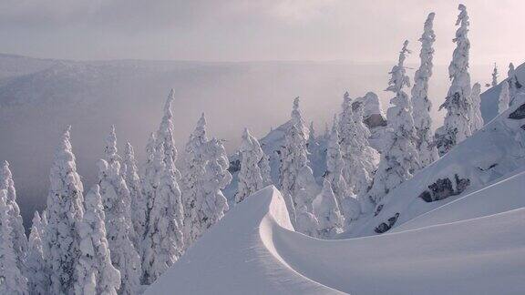 冬季在山上的冷杉树林从上面看松树被雪覆盖