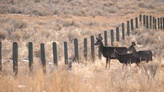 骡鹿跳围栏