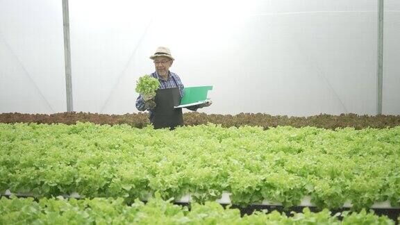 企业家在水培农场工作蔬菜在温室里生长