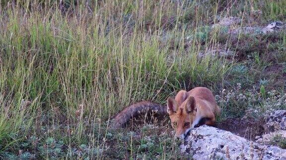 小红狐嗅了嗅石头发现了一条毛毛虫野生的Vulpes