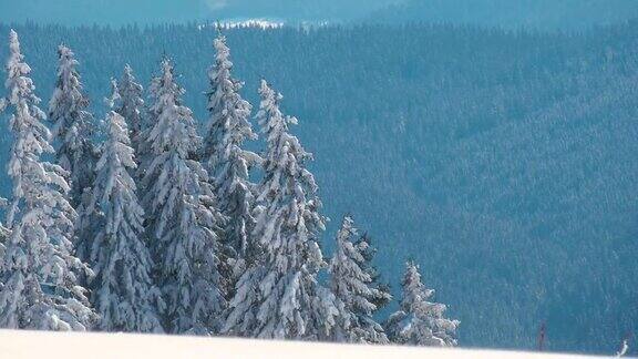 在寒冷明亮的冬日高大的常绿松树覆盖着刚落下的雪