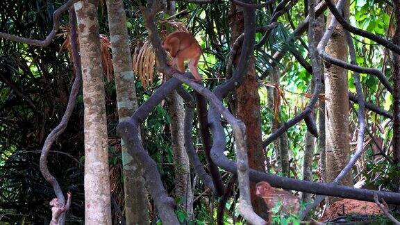雨林中树上的猴子