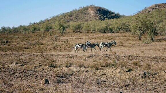 三只斑马优雅地驰骋在非洲大草原上