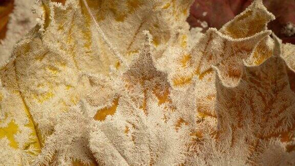 黄澄澄的枫叶上满是霜冻的秋霜岁月流逝的霜冻生长在秋叶上
